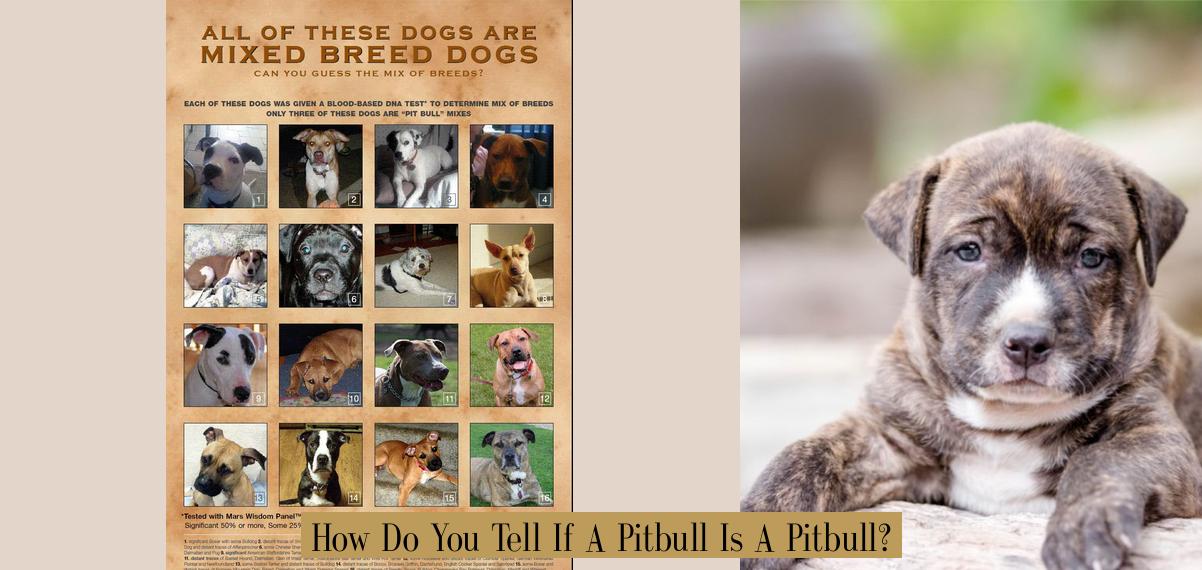 How Do You Tell If A Pitbull Is A Pitbull? Atlas Singularity — Money